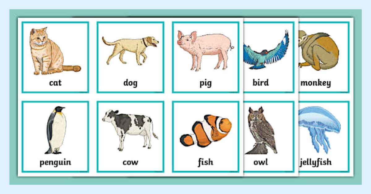 Flashcard tiếng Anh hình ảnh