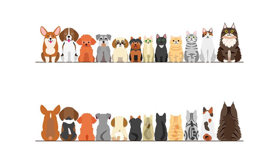 Nhóm từ vựng tiếng Pháp về động vật giúp gọi tên thú cưng dễ dàng.